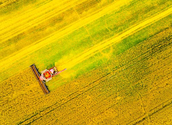 Rapeseed Oil Farming